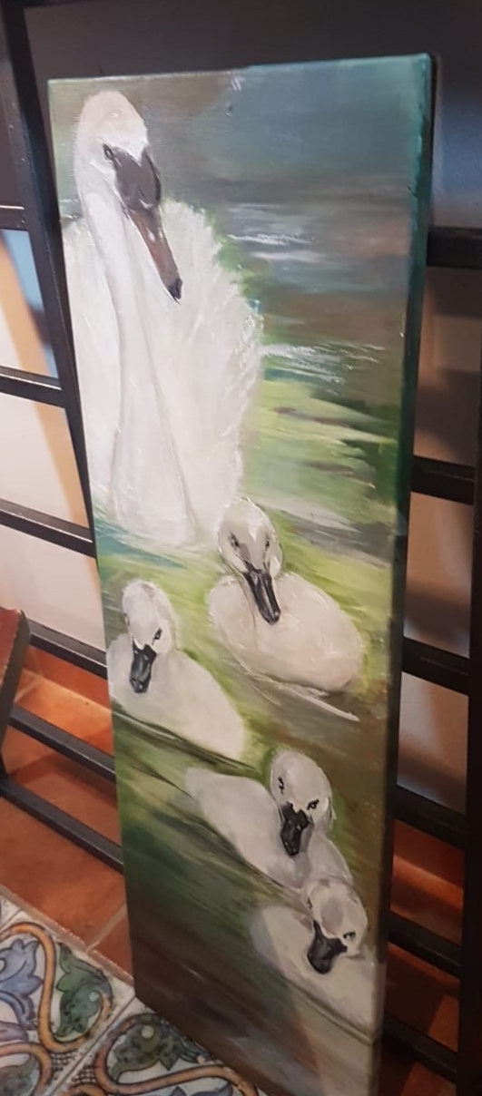 Swans a swimming